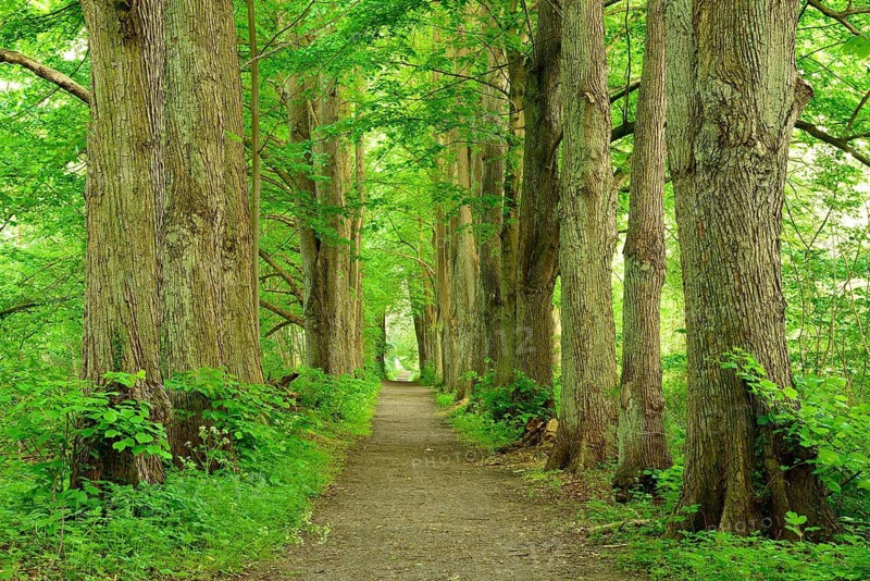 Hiking trail through an old lime tree avenue on the Schaalsee, Schaalsee Biosphere Reserve, Zarrentin, Mecklenburg-Western Pomerania, Germany