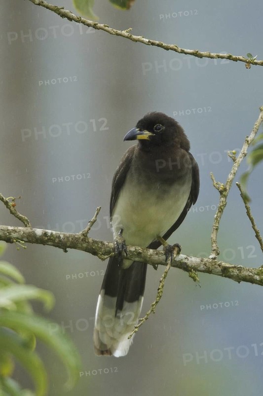 Brown Jay (Psilorhinus morio), Costa Rica