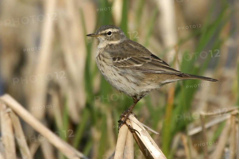 Water Pipit (Anthus spinoletta), Oman