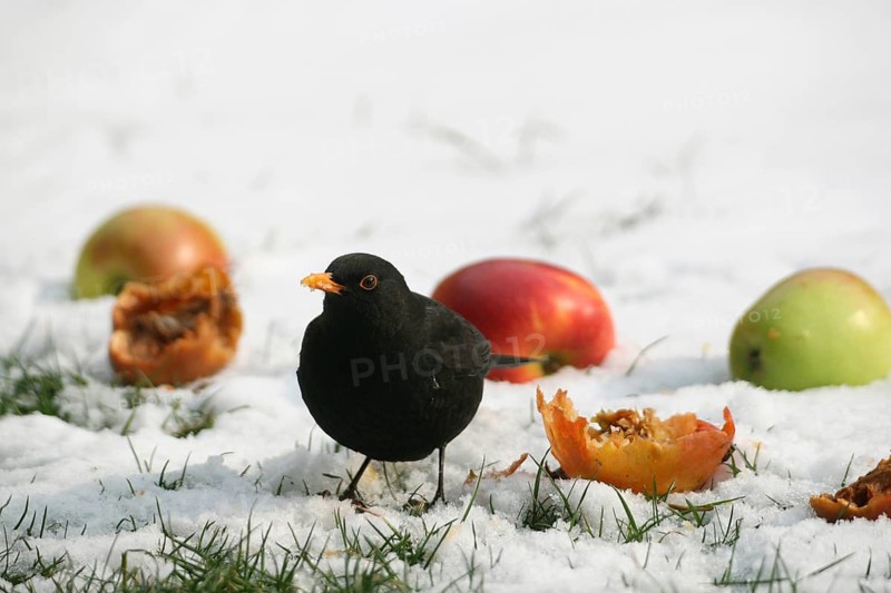 Blackbird (Turdus merula) male in the snow on apples in the garden, Allgäu, Bavaria, Germany, Allgäu, Bavaria, Germany