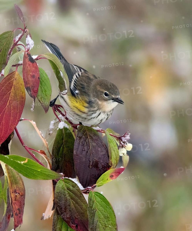 A Myrtle race Yellow-rumped Warbler, Setophaga coronata, perched on a berry bush in winter in Saskatoon, Saskatchewan