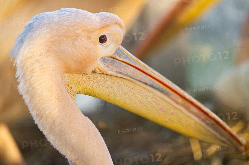 Great white pelican (Pelecanus onocrotalus), Bavaria, Germany