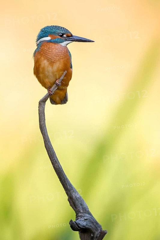 Common Kingfisher (Alcedo atthis) juvenile male, Saxony-Anhalt, Germany