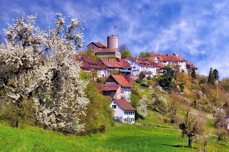 View of Regensberg village with blooming fruit trees, Canton of Zurich, Switzerland