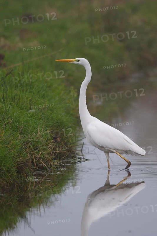Great Egret (Ardea alba), Netherlands