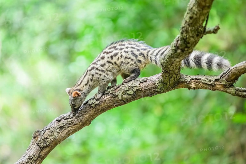 Common genet (Genetta genetta), climbing on a tree wildlife in a forest, Montseny National Park, Catalonia, Spain