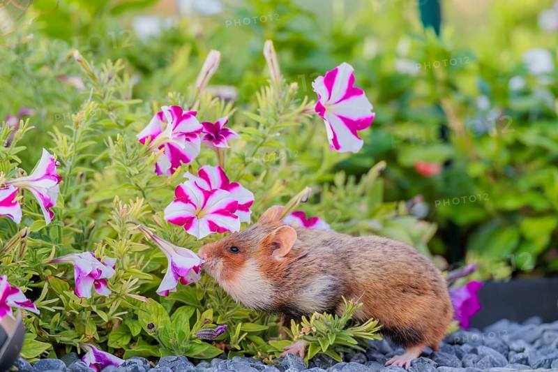 A European hamster (Cricetus cricetus) searches for food on a decorated grave and eats the petals of flowers. Vienna, Austria