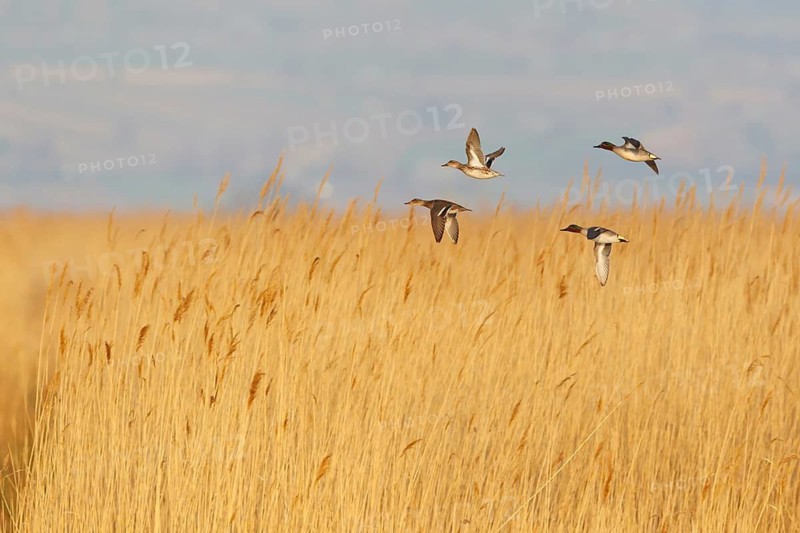 Garganey (Spatula querquedula) two pairs flying, Lake Neusiedl, Austria