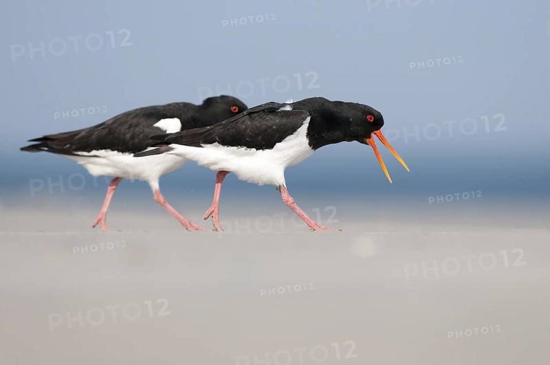 Eurasian Oystercatcher (Haematopus ostralegus), Schleswig-Holstein, Germany