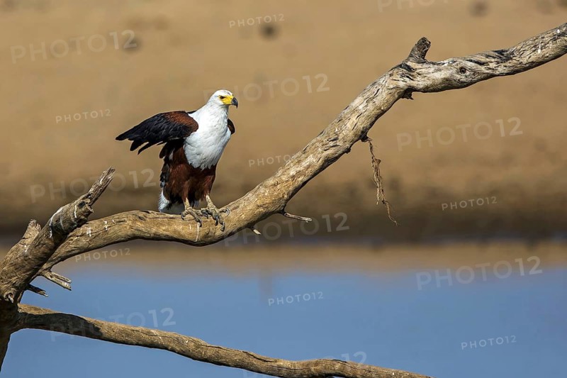 Black eagle (Haliaeetus vocifer), Zambia