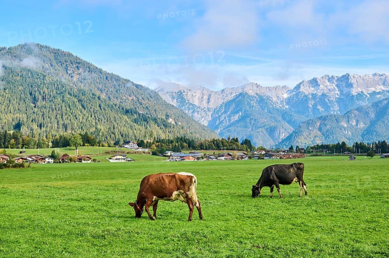 Cattle (Bos taurus) on a meadow with the mountains in the background, autumn, Bavaria, Germany