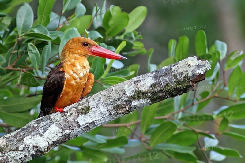 Brown-winged Kingfisher (Pelargopsis amauroptera), Langkawi, Malaysia