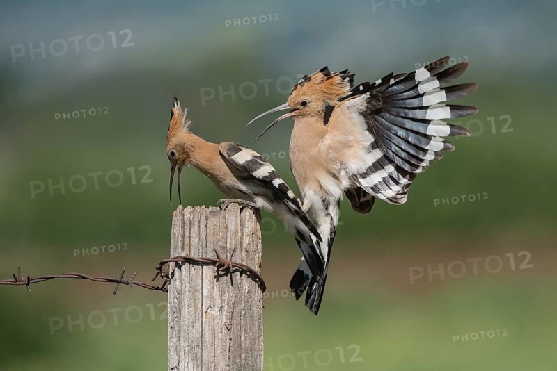 Eurasian Hoopoe (Upupa epops) attacking, Aosta Valley, Italy