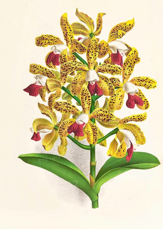 Orchid, Cattleya guttata, authentic reproduction of an illustration by Jean Jules Linden (1817 - 1898), Luxembourgish-Belgian botanist, one of the fathers of orchid research, Historical