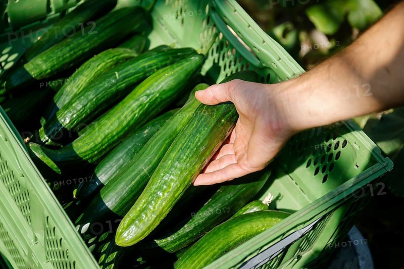 Wittichenau, Upper Lusatia, Saxony, Germany - Cucumber harvest at the Domanja farm and vegetable farm, an employee harvests the ripe cucumbers in the greenhouse