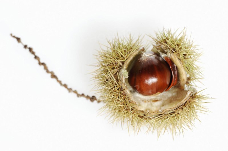Sweet chestnut or sweet chestnut (Castanea sativa), fruit, chestnut on a white background