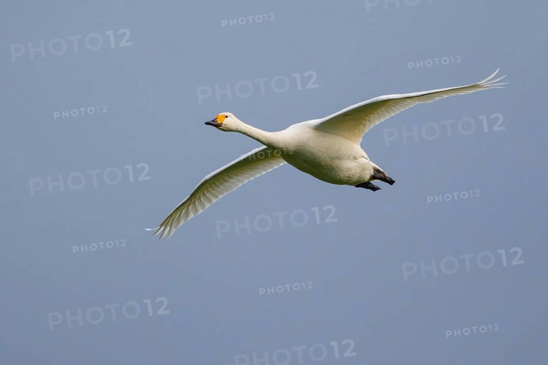 Tundra Swan (Cygnus columbianus bewickii) flying, Netherlands