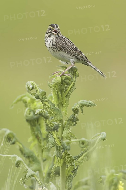 Savannah Sparrow (Passerculus sandwichensis) singing, British Columbia, Canada