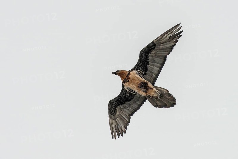 Bearded vulture (Gypaetus barbatus), Tyrol, Austria