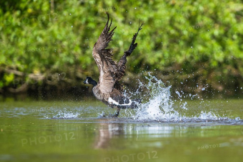 Canada Goose, Branta canadensis, bird running on water