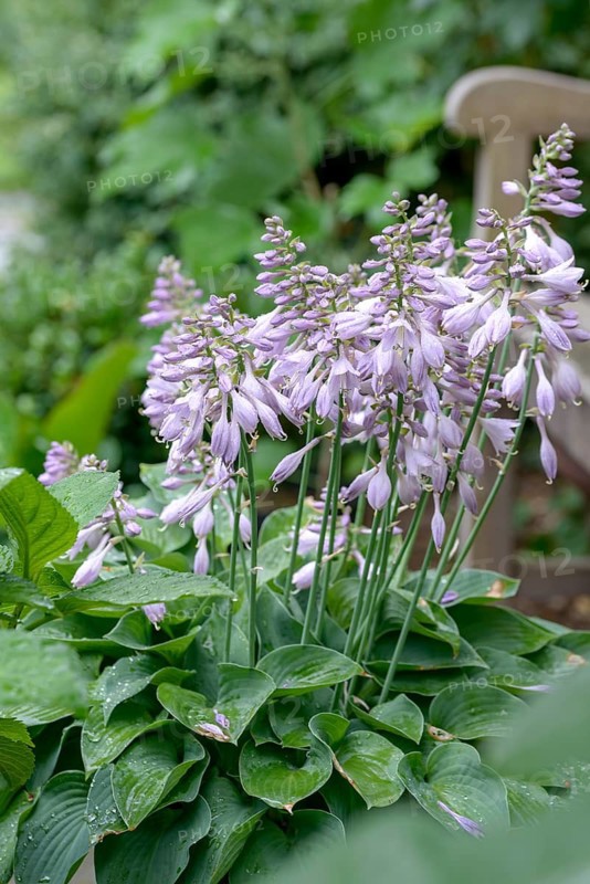 Funkia (Hosta 'Halcyon'),  Germany