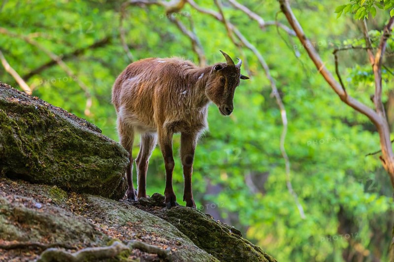 One female Himalayan Tahr (Hemitragus jemlahicus) stands on rocks in a green forest