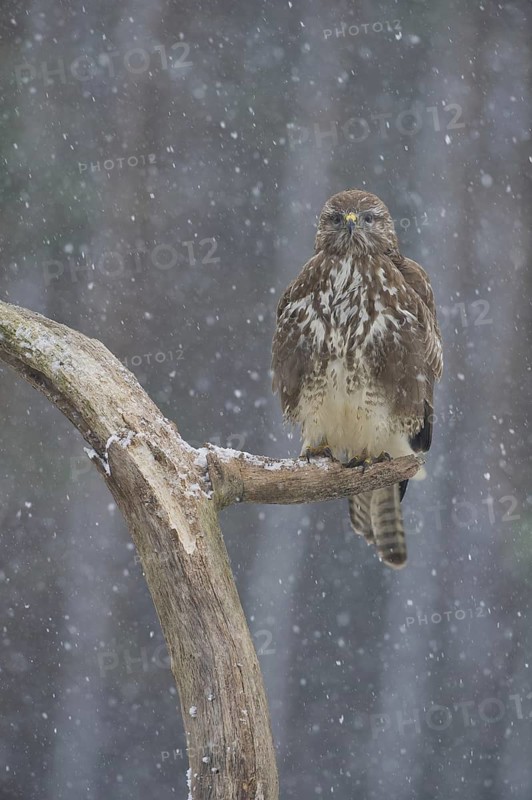 Common Buzzard (Buteo buteo), Saxony, Germany