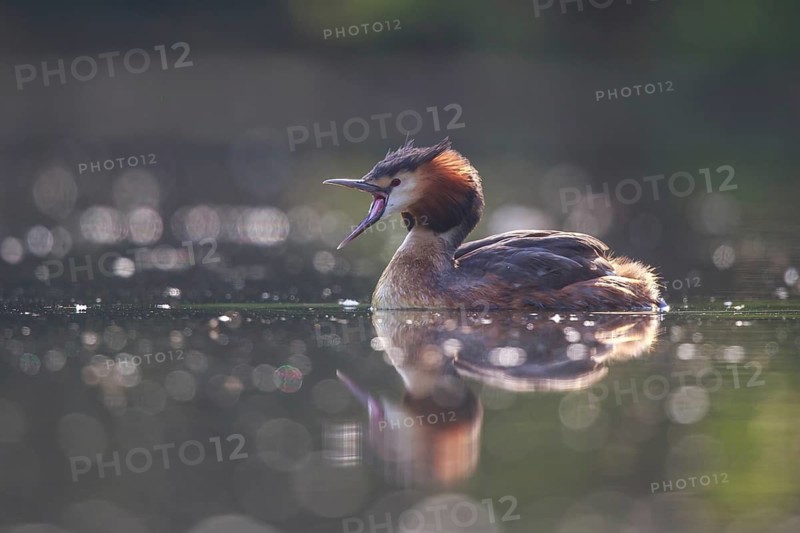Great Crested Grebe (Podiceps cristatus), North Rhine-Westphalia, Germany