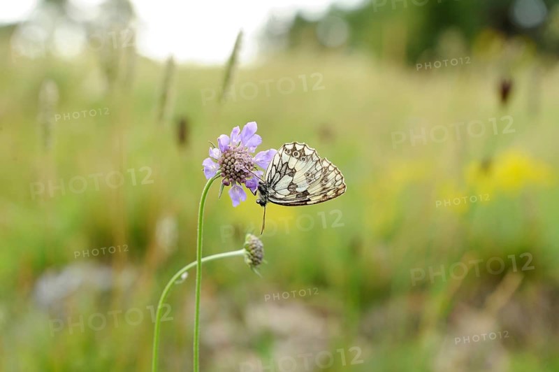 Marbled white (Melanargia galathea) sitting on blossom, Bavaria