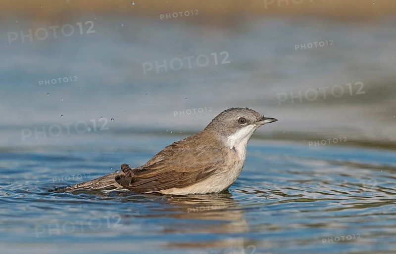 Lesser Whitethroat (Sylvia curruca) at waterhole, Aosta Valley, Italy