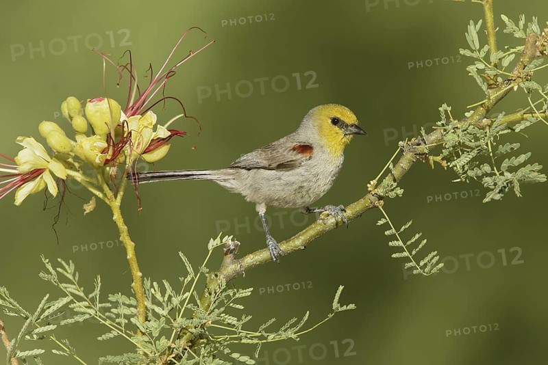 Verdin (Auriparus flaviceps), Texas, USA