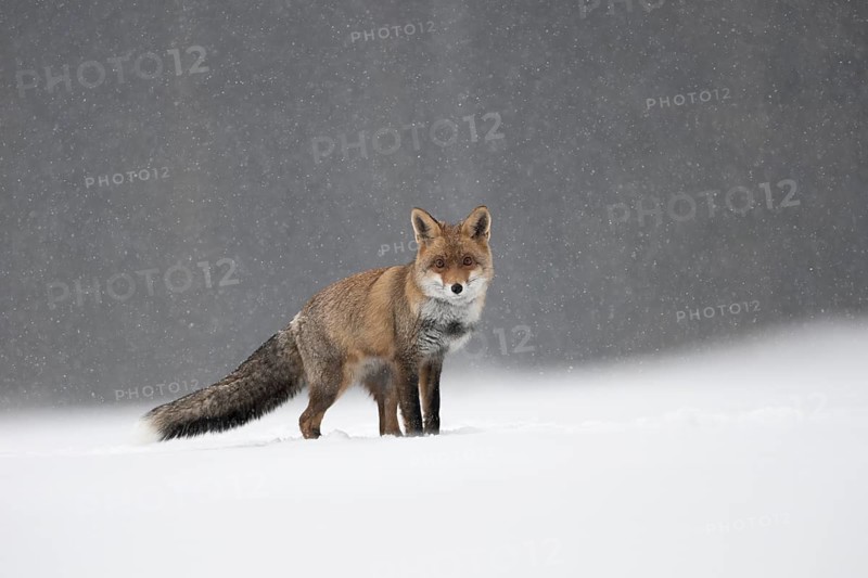 Red fox in the snow, Steinborn, Rhineland-Palatinate, Germany