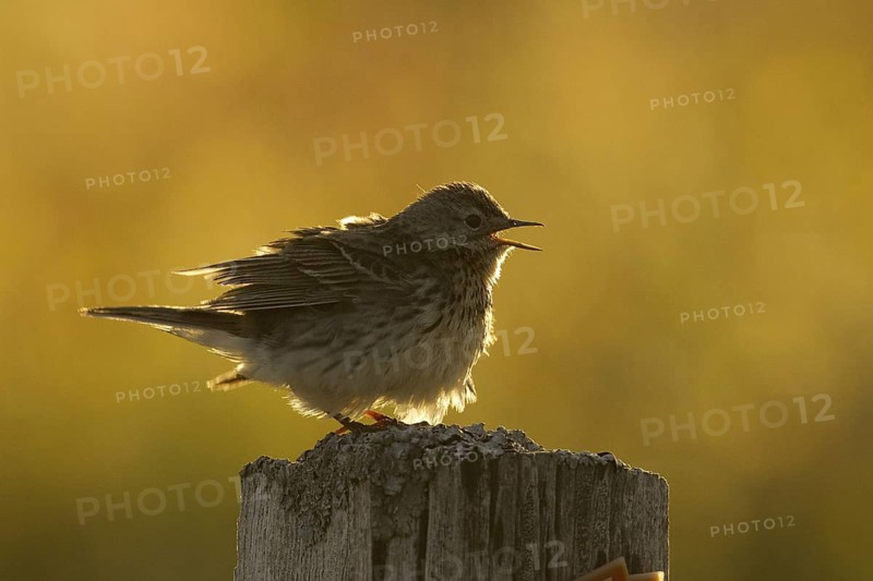 Meadow Pipit (Anthus pratensis) singing, Iceland