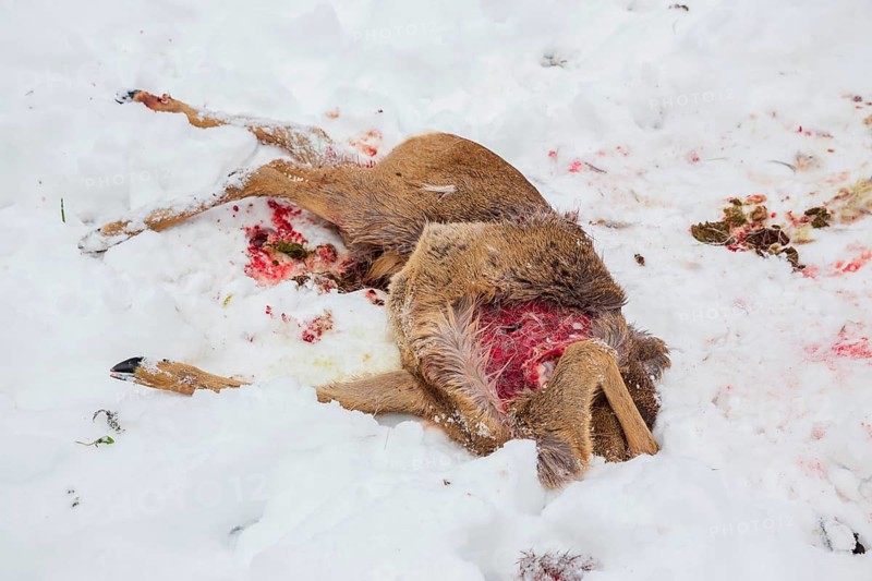 Dead roe deer. (Capreolus capreolus) Killed by ???