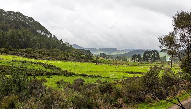 Sheep, meadow, fog, Peninsula, Coromandel, New Zealand