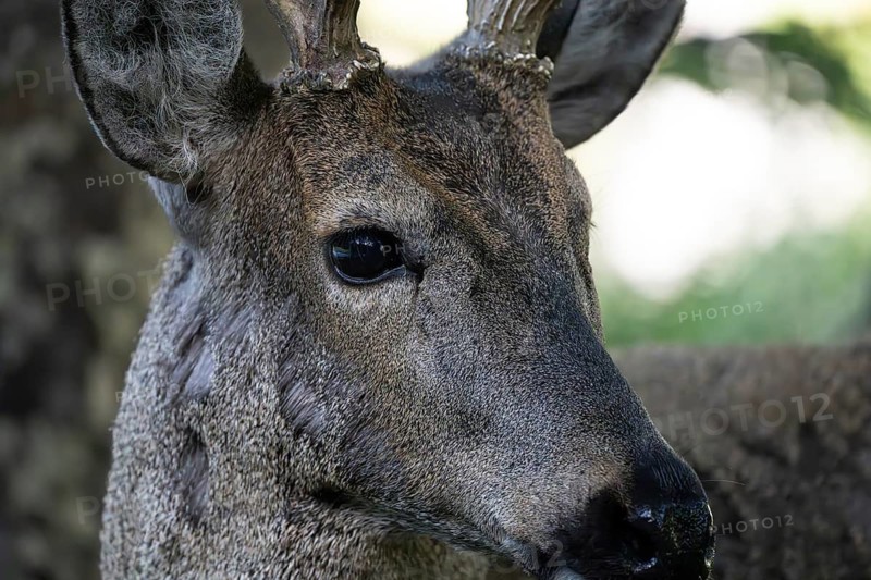 Southern Andean deer (Hippocamelus bisulcus), male, portrait in profile with detailed view of eye and antler base, Aysén region, Chile