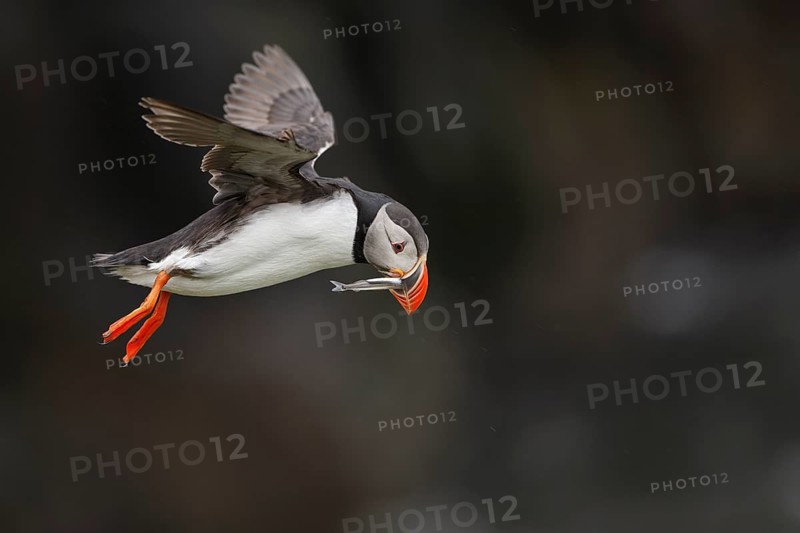Atlantic Puffin (Fratercula arctica) flying with sandeel in beak, Iceland