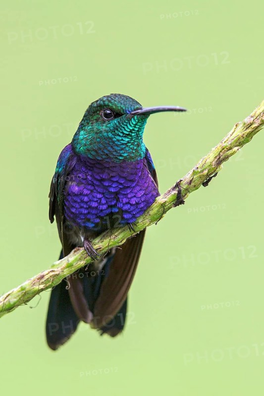 Fork-tailed Woodnymph (Thalurania furcata) perched on a branch in Manu National Park, Peru