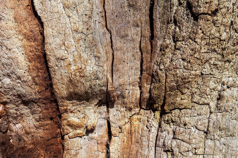Bark structures, Primeval forest Urwald Sababurg, Weser Uplands, Weserbergland, Hesse, Germany