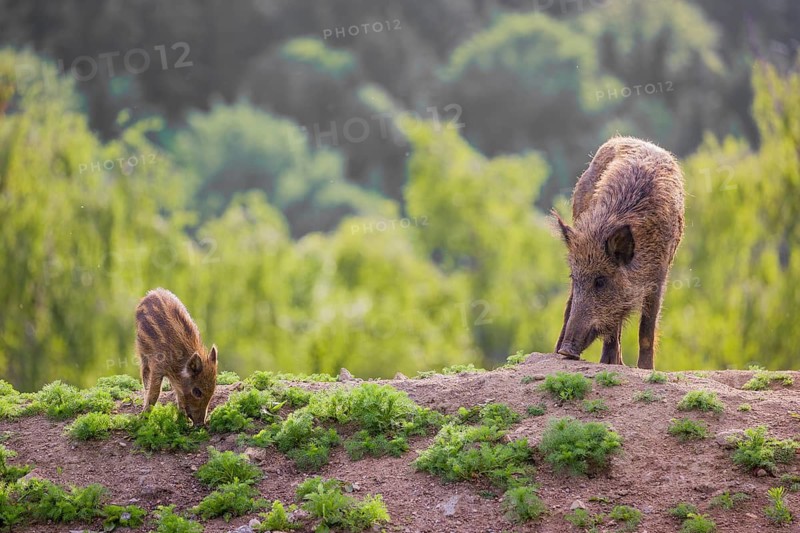 A wild boar (Sus scrofa) with some piglets looking for food in a clearing
