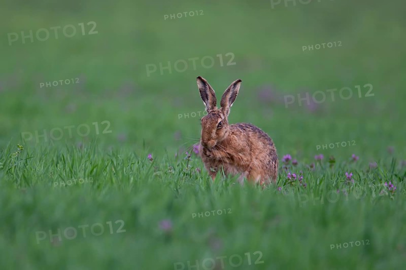 European brown hare (Lepus europaeus) adult animal washing itself in grassland with purple flowers in the spring, England, United Kingdom
