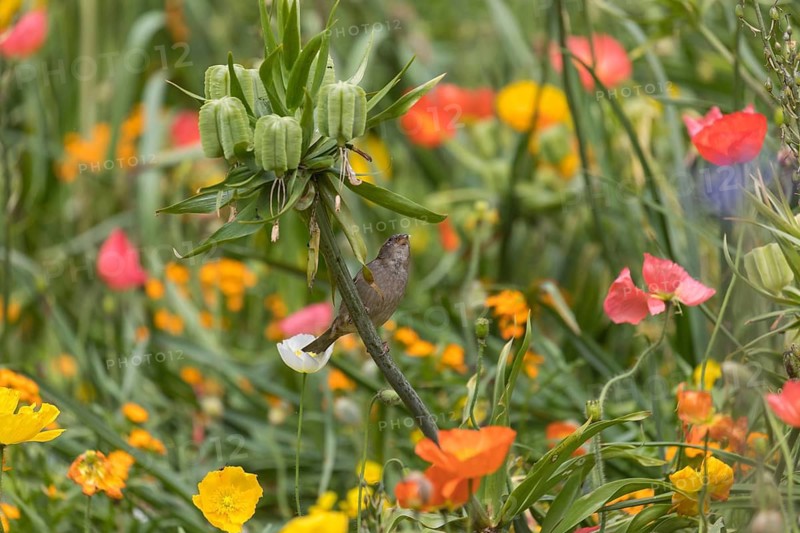 One female house sparrow (Passer domesticus) collecting insects in a flowering field of poppy (Papaver spec.) during breeding time