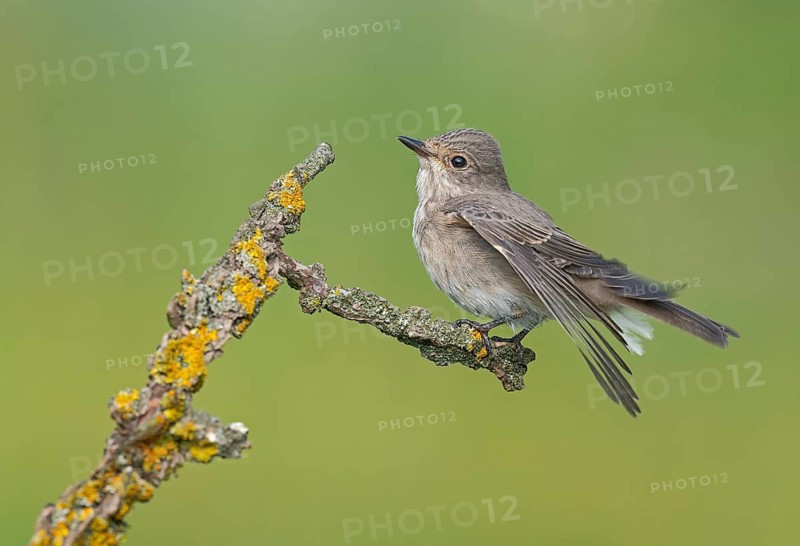 Spotted Flycatcher (Muscicapa striata) perched on a branch, Aosta Valley, Italy