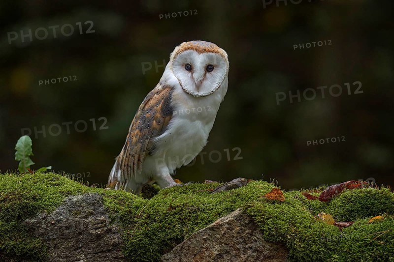Europe wildlife nature. Owl on red meadow grass. Barn Owl, Tyto alba, flight above orange grass in the morning. Wildlife bird scene from nature. Cold morning sunrise, animal in the habitat. White bird
