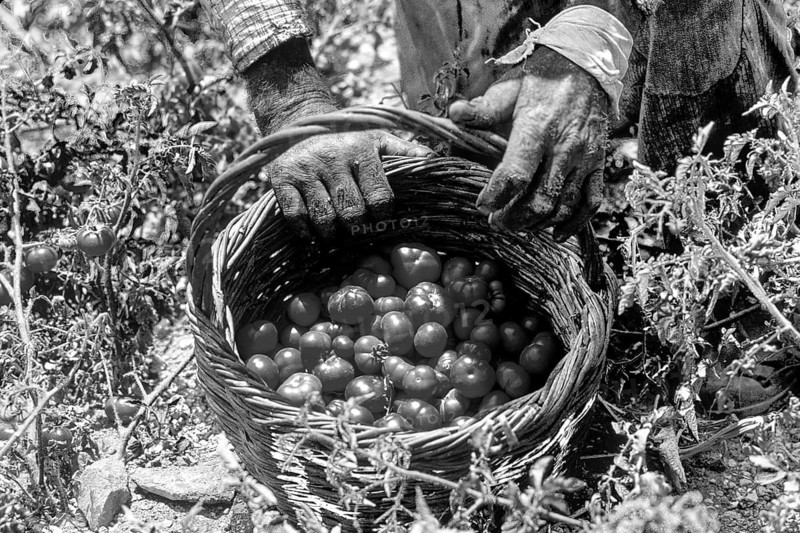 Santorini tomato harvest, Santorini, Cyclades, Greece