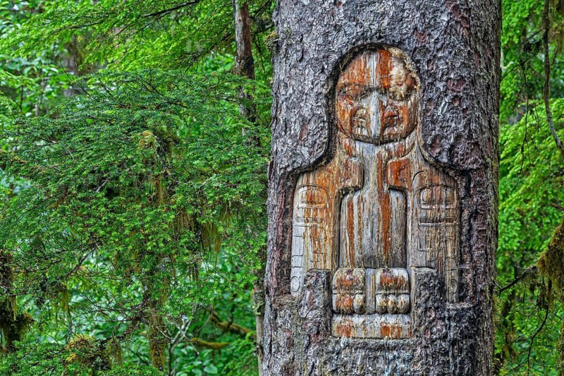 Indian drawings on a Sitka spruce, Tlingit people, art, Southeast Alaska, Alaska, USA