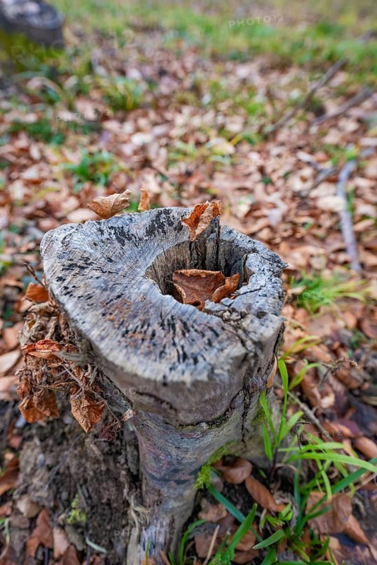 A weathered tree stump with dry leaves and grasses, forest pasture compensation project of the Hermann Hessebahn, Gechingen district of Calw, Germany