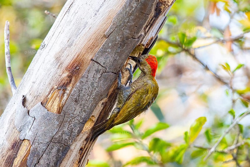 Pileated Woodpecker (Veniliornis passerinus) Pantanal Brazil