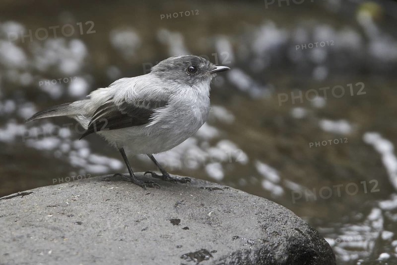 Torrent Tyrannulet (Serpophaga cinerea), Costa Rica
