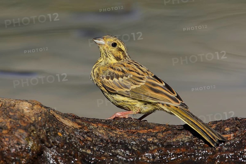 Cirl Bunting (Emberiza cirlus) female perched on a trunk at water, Andalusia, Spain